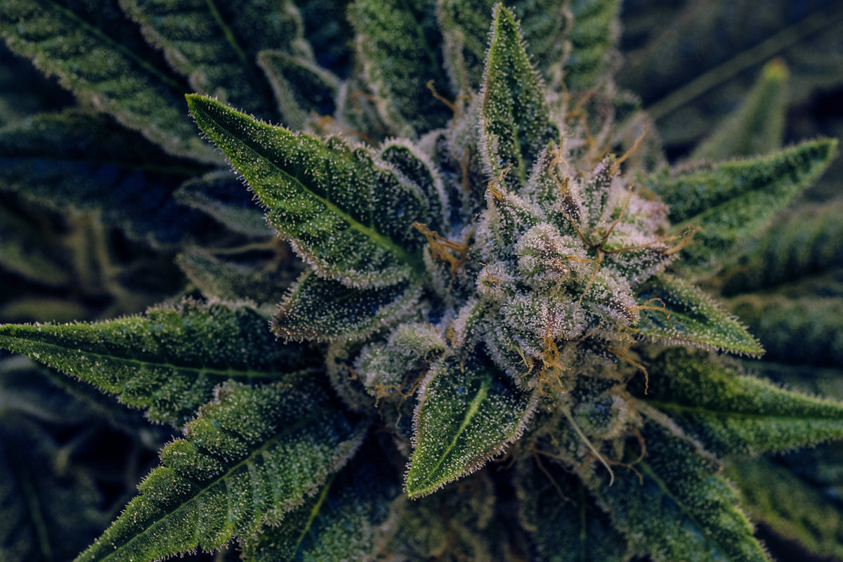 Terpenes and Minor Cannabinoids: The Compounds That Shape How It Feels