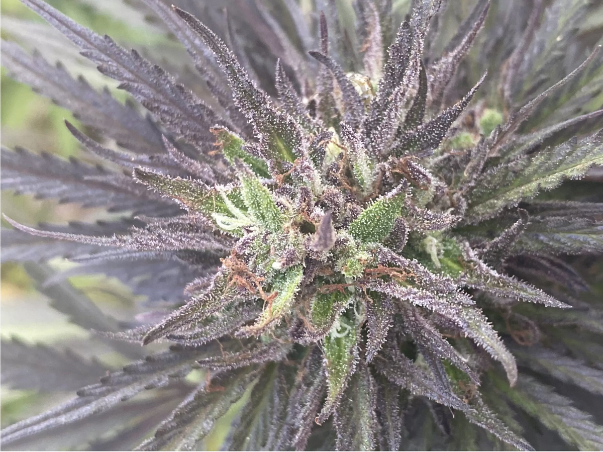 Why Cannabis Seems More Unpredictable Than It Actually Is