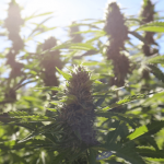 Cannabis plant in sunshine