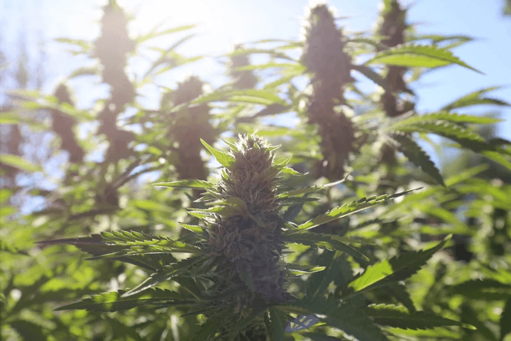 Cannabis plant in sunshine