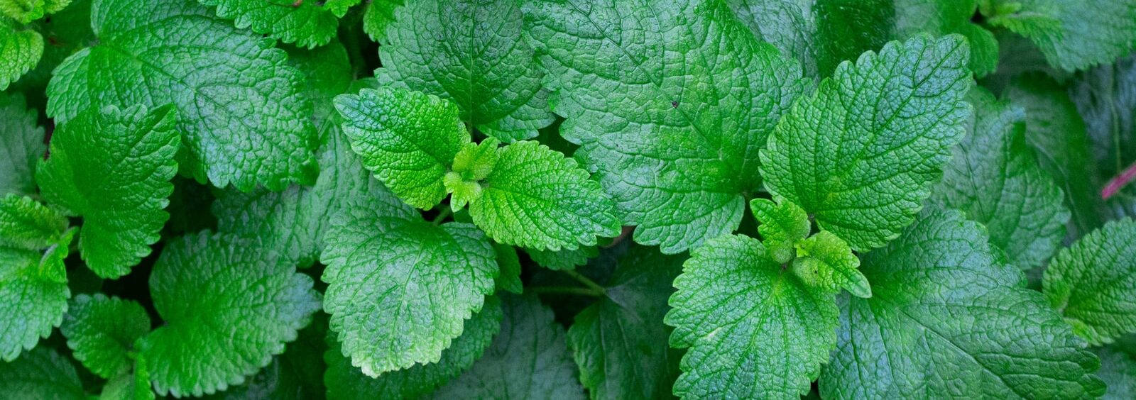 Mint leaves with water droplets
