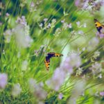 tilt shift photography of butterflies