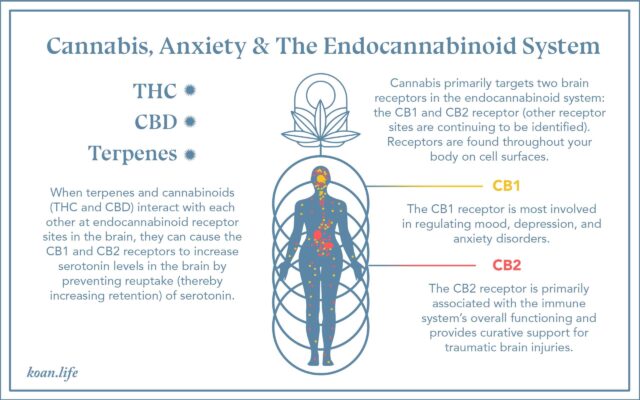 Koan Infographic on Cannabis, Anxiety, and the Endocannabinoid System