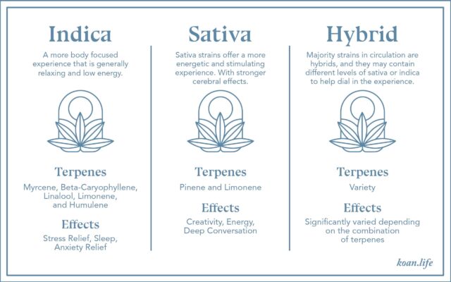 Koan Infographic on Cannabis Indica, Sativa, and Hybrid