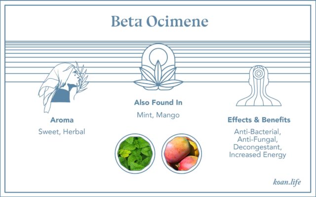 Koan's infographic on the terpene found in cannabis, beta-ocimene