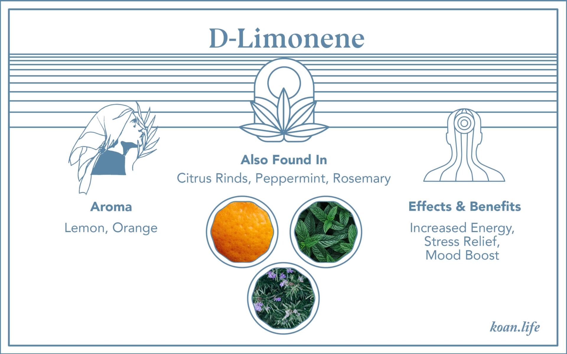 D-Limonene Terpene: What Is Limonene, Its Uses And Benefits - Koan : Koan