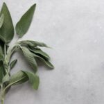 A sage plant, a natural source of the cannabis terpene humulene
