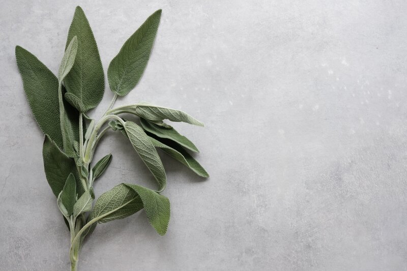 A sage plant, a natural source of the cannabis terpene humulene