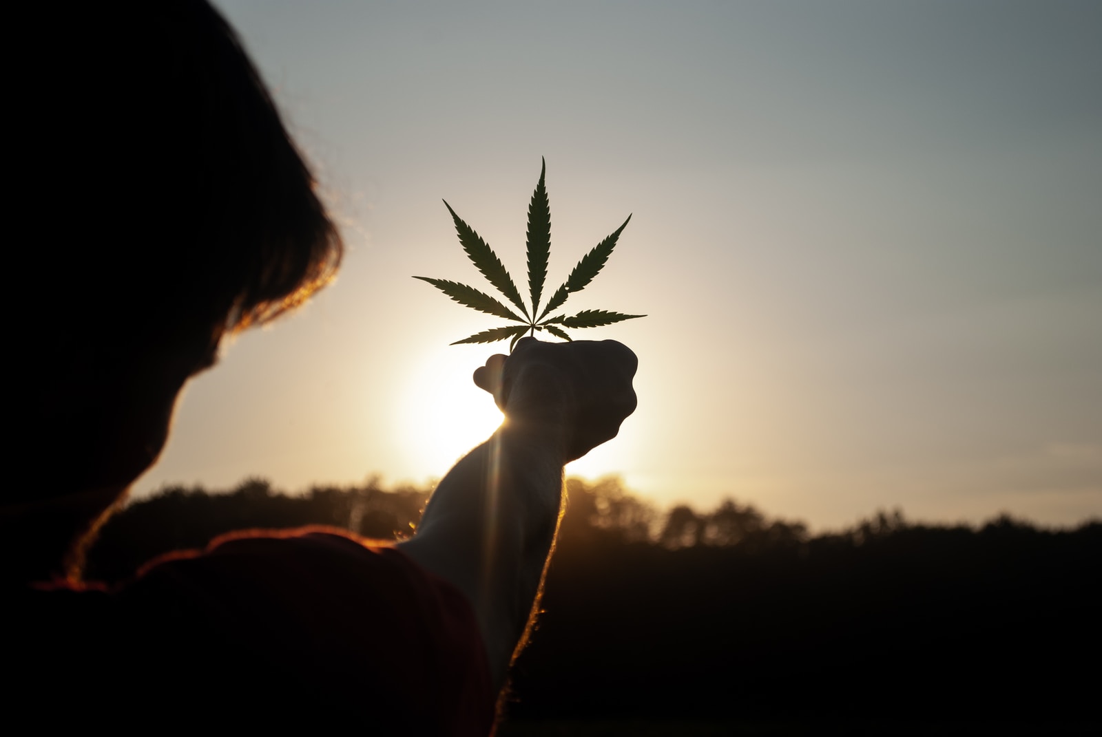 person holding white flower during sunset