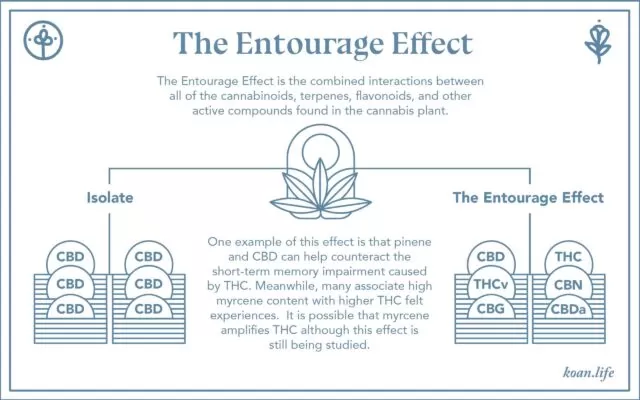 Entourage Effect Infographic
