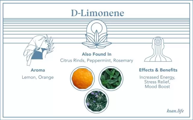 Koan's Infographic on the terpene found in cannabis, d-limonene
